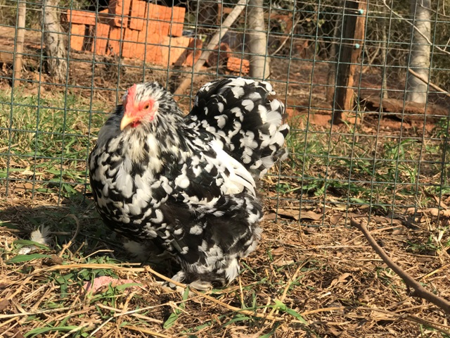 GaLiCiCi INS Super Fogo Pequeno Coelho Branco Colorido Prata