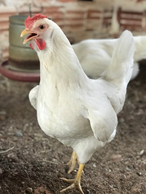 Ovos Galados De Brahma Prata Laceada - Pronto Para Chocar - GRUPO OVOS DE  OURO